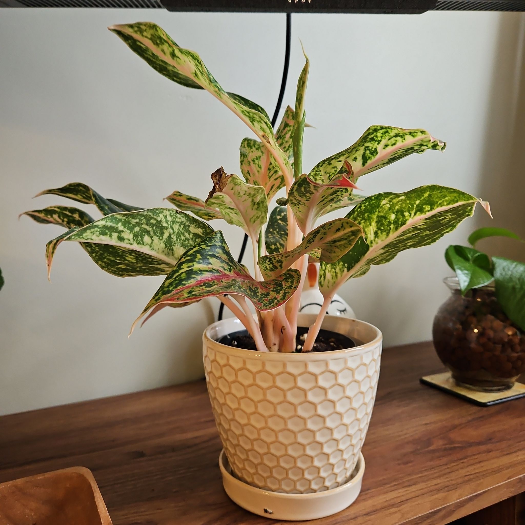 Photo of the plant species Agloanema 'Harlequin' by @Pattoe named Aglaonema Harlequin (Living) on Greg, the plant care app