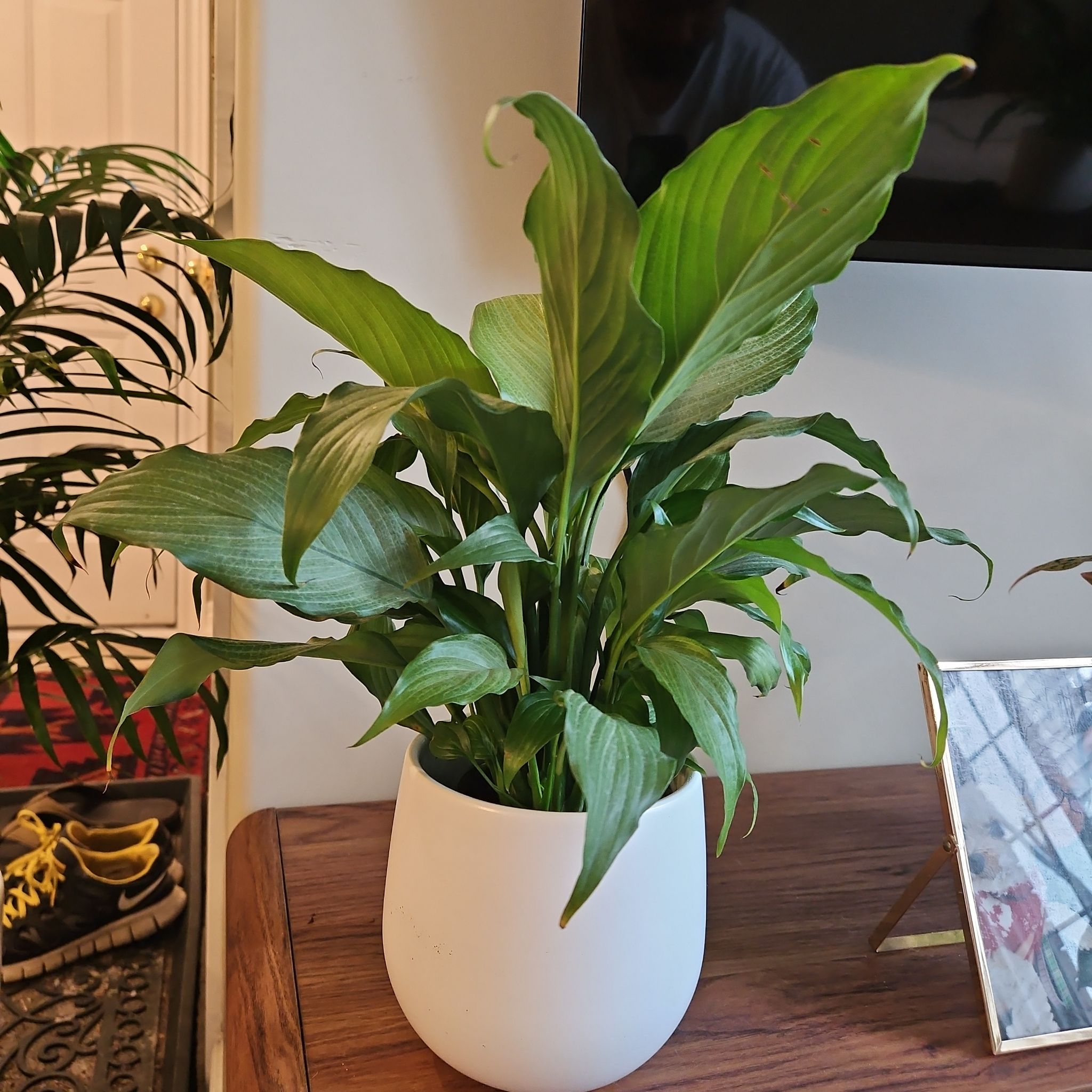 Platinum Mist Peace Lily in a white pot on a wooden surface, with green healthy leaves.