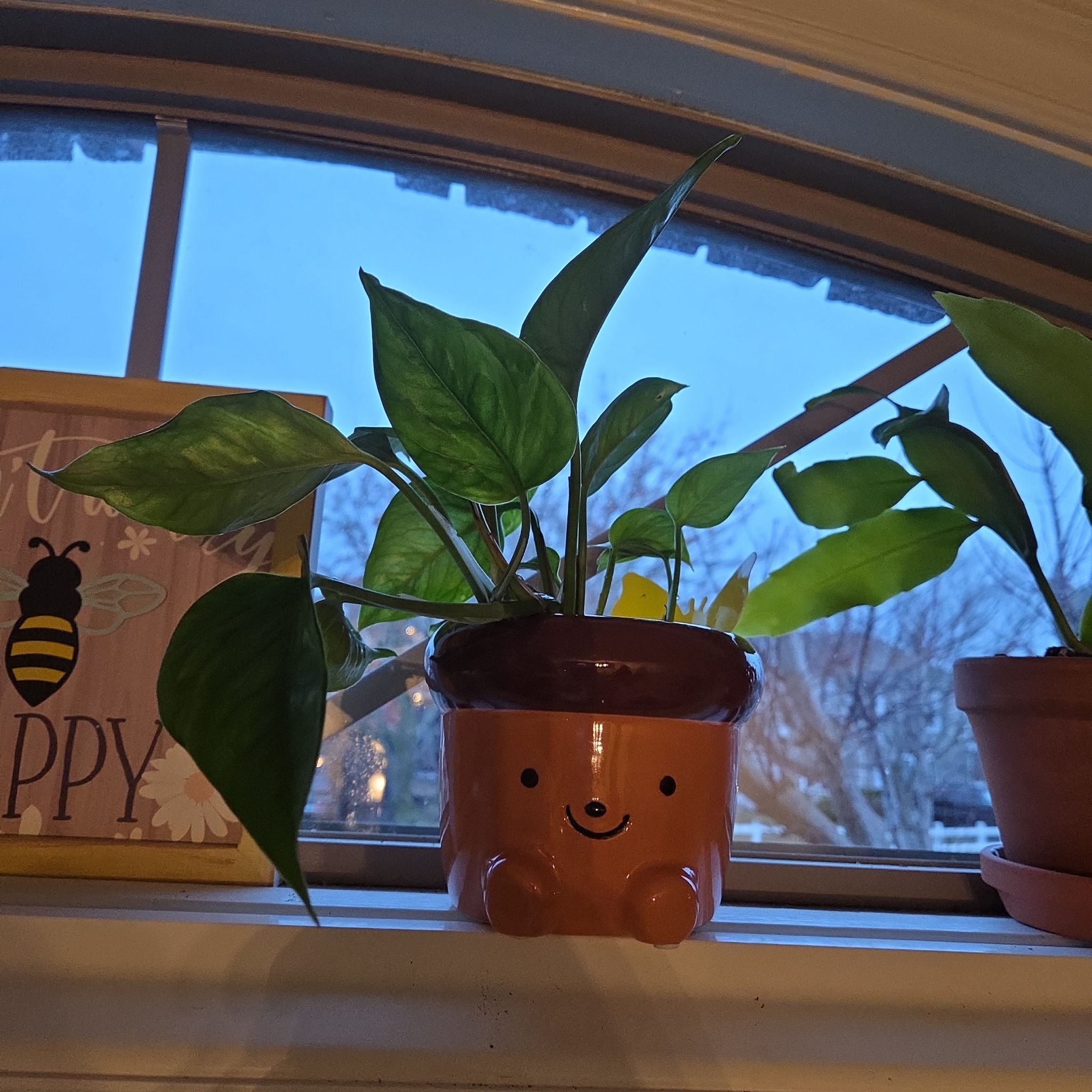 Photo of the plant species Emerald Pothos by @Pattoe named Emerald Pothos (Living) on Greg, the plant care app