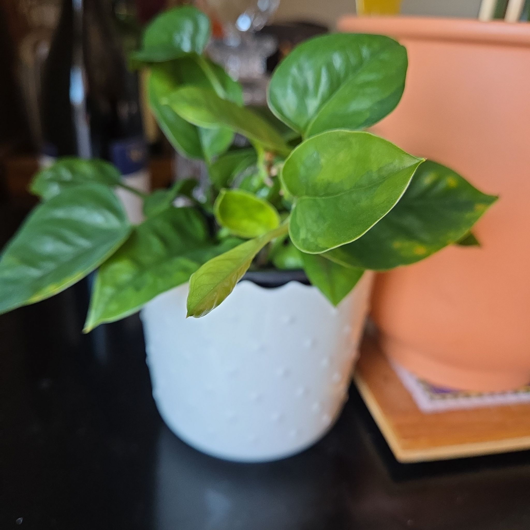 Photo of the plant species Emerald Pothos by @Pattoe named Emerald Pothos (Kitchen) on Greg, the plant care app