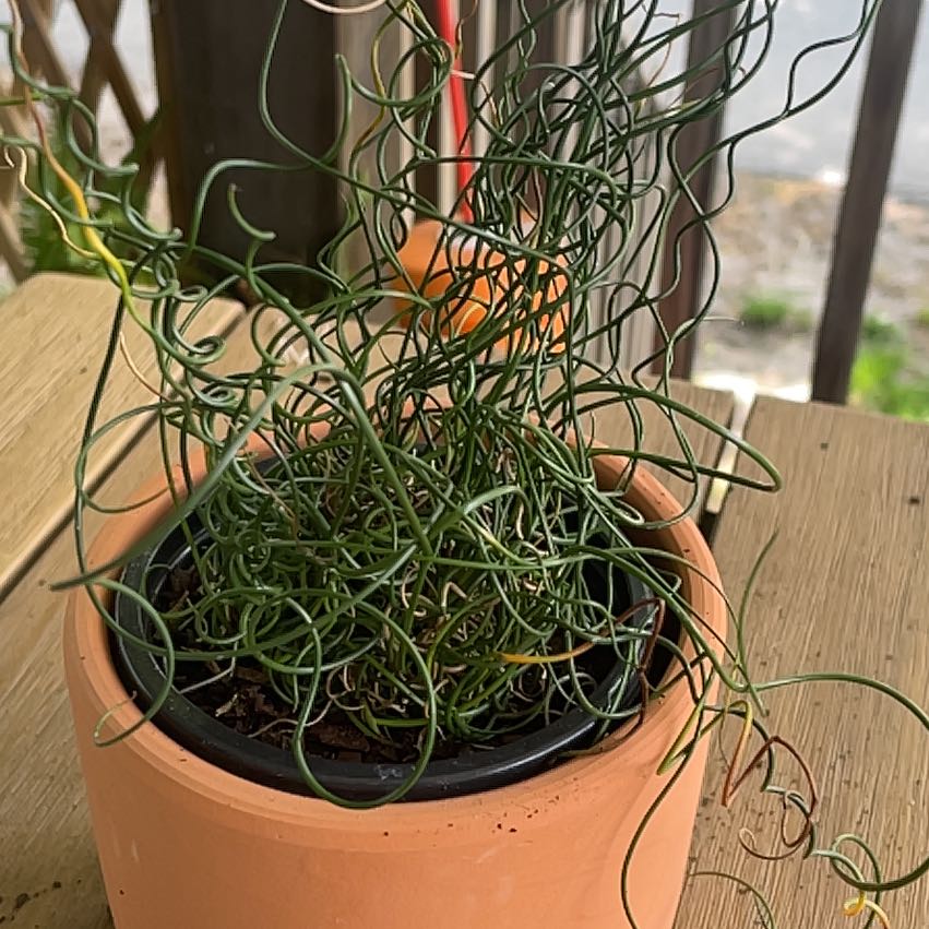 Corkscrew rush plant in a terracotta pot with twisted green stems.