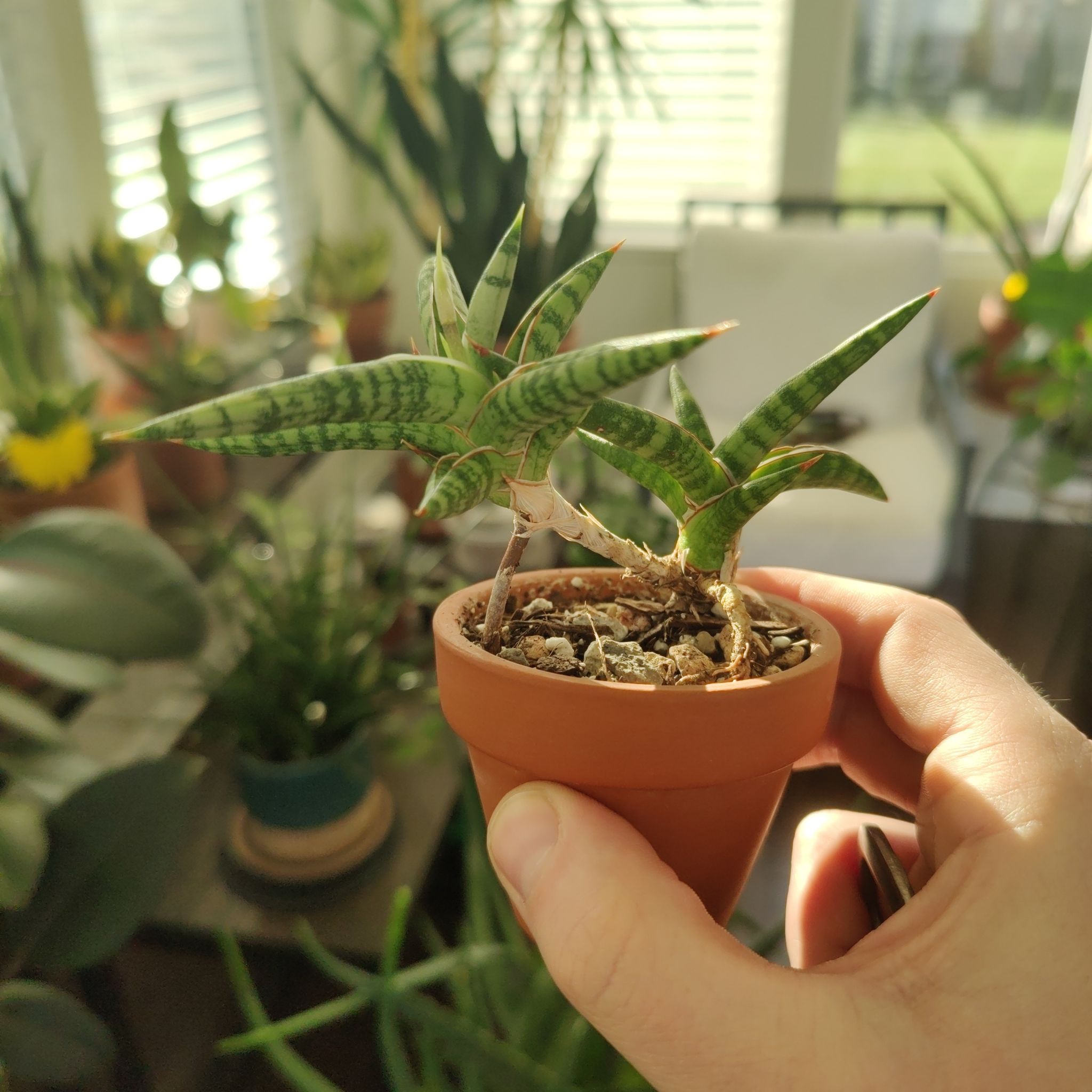 Photo of the plant species Dwarf Snake Plant by @Jesta83 named Bella on Greg, the plant care app