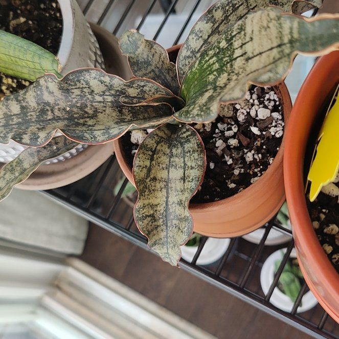 Photo of the plant species Dracaena kirkii 'Coppertone' by @Jesta83 named Achilles on Greg, the plant care app
