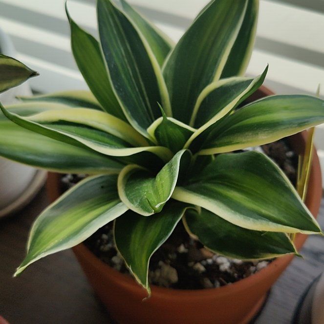 Photo of the plant species Dracaena trifasciata 'Stars and Stripes' by @Jesta83 named Leonardo on Greg, the plant care app
