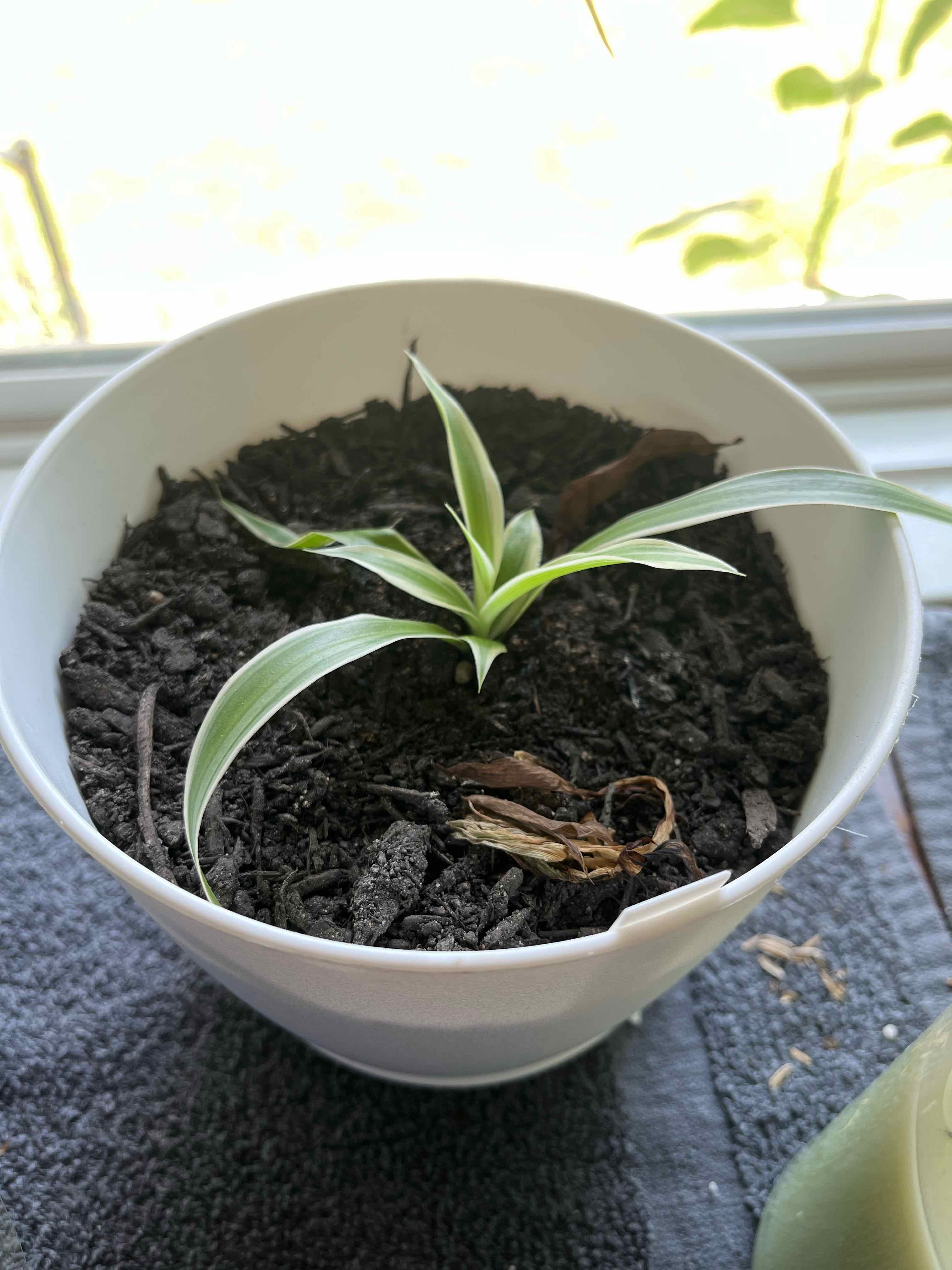 Young Sea Daffodil plant in a white pot with dark soil, placed near a window.