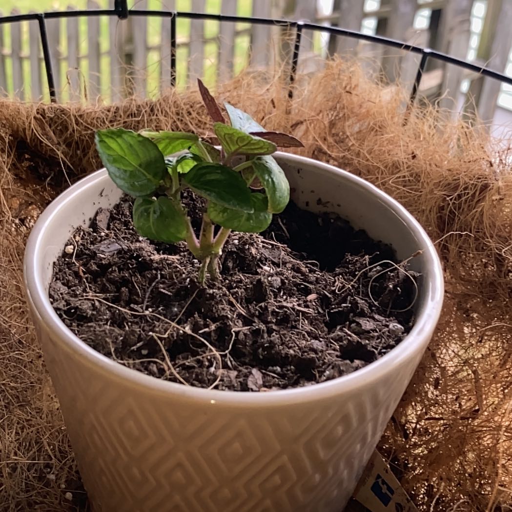 Purple Waffle Plant in a white pot with visible soil, healthy green and purple leaves.