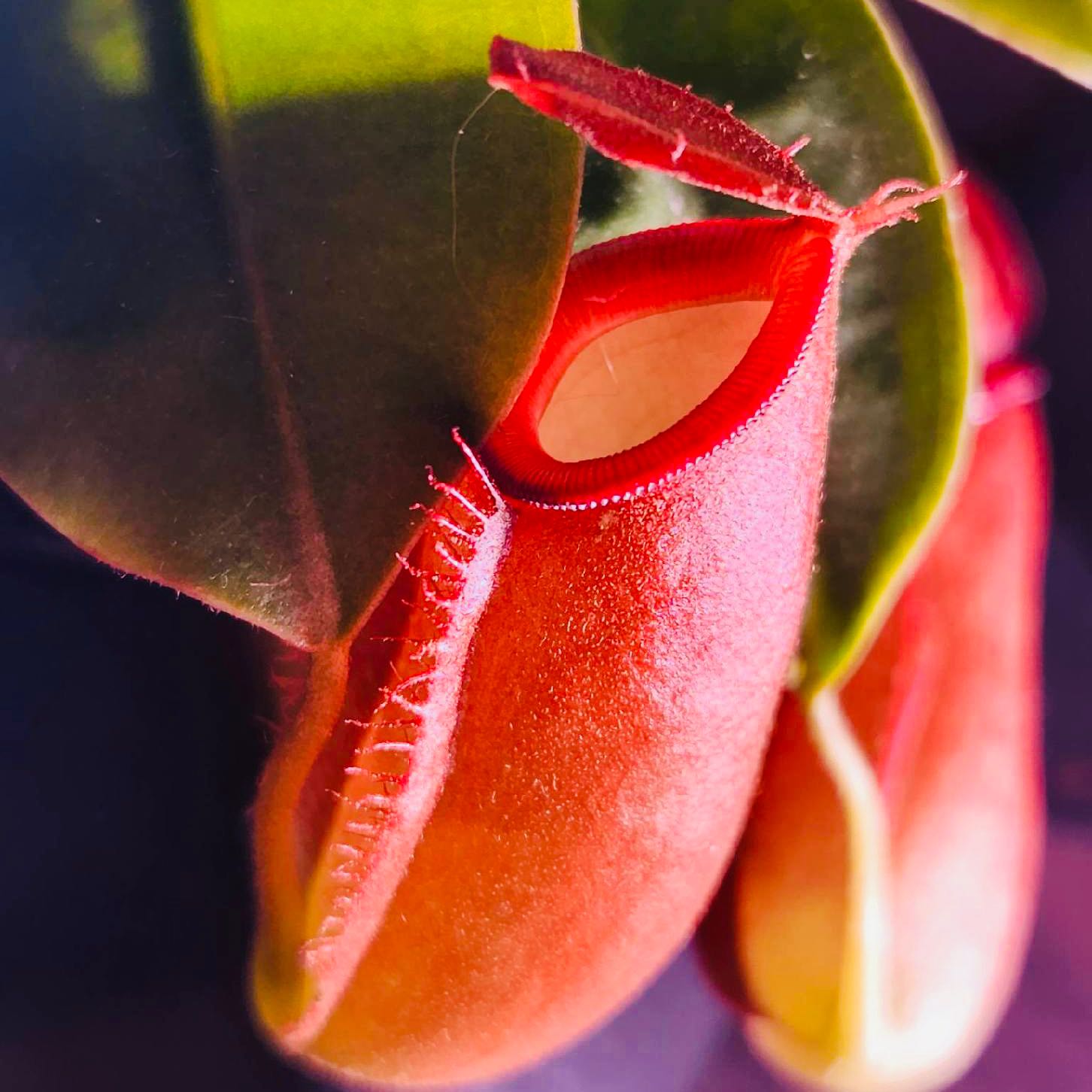 Photo of the plant species Nepenthes 'Diana' by @CuddlyRosarypea named Daphne on Greg, the plant care app
