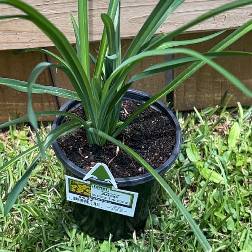 Photo of the plant species Reblooming Daylily by @YoungRosebush named Gregarious on Greg, the plant care app