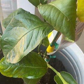 Photo of the plant species Dwarf Lisbon Lemon Tree by @JocoseGiantreed named Aria on Greg, the plant care app