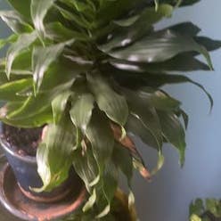 Cornstalk Dracaena plant