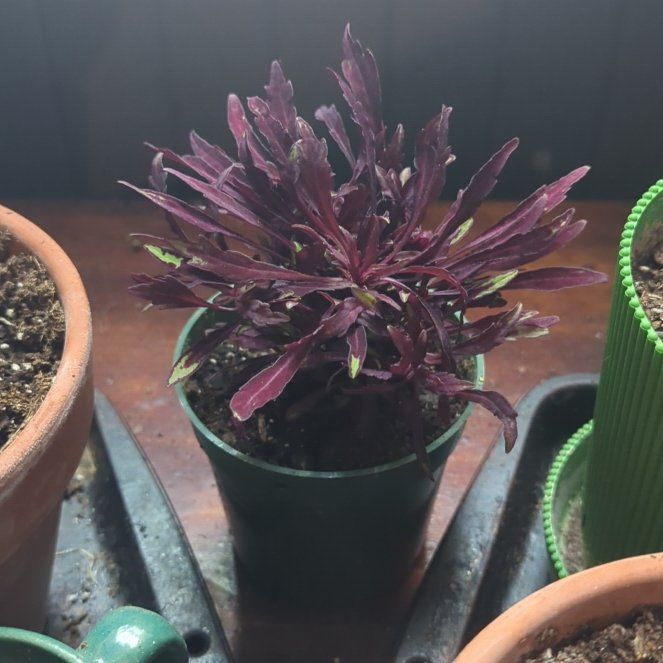 Photo of the plant species Inferno Coleus by @AmusingBearsear named Queen on Greg, the plant care app