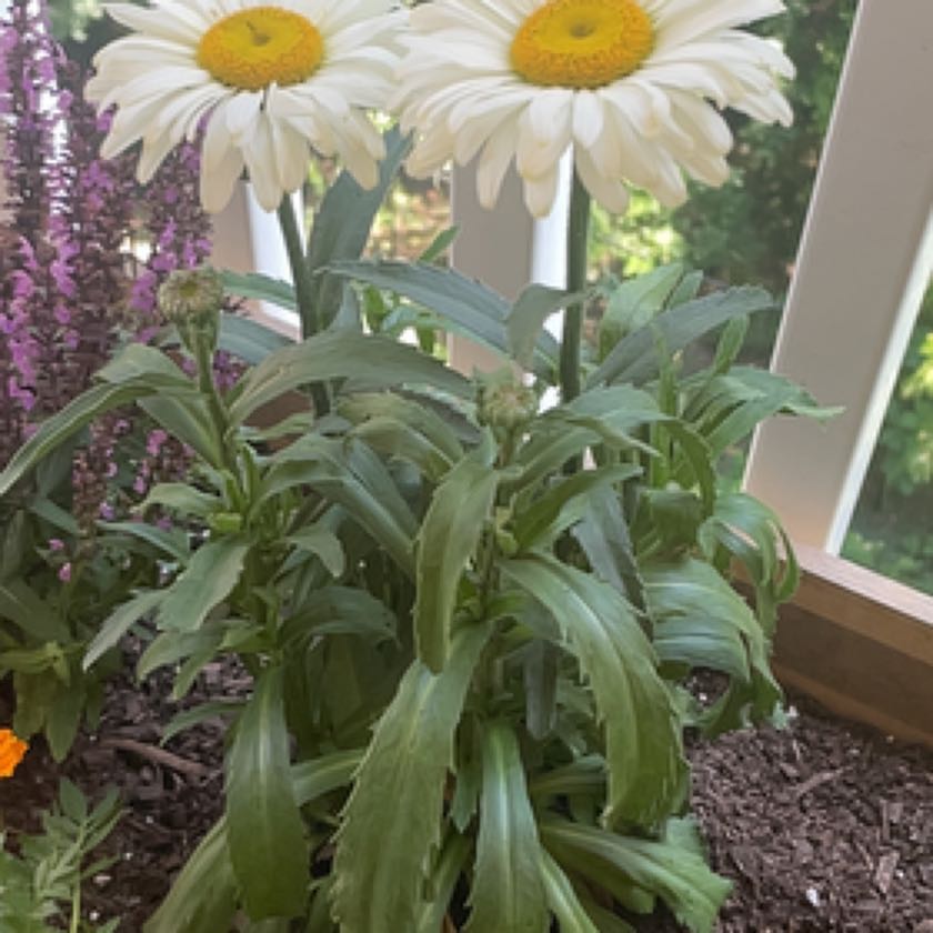 Photo of the plant species Transvaal Daisy by @HappyDisphyma named Luna on Greg, the plant care app