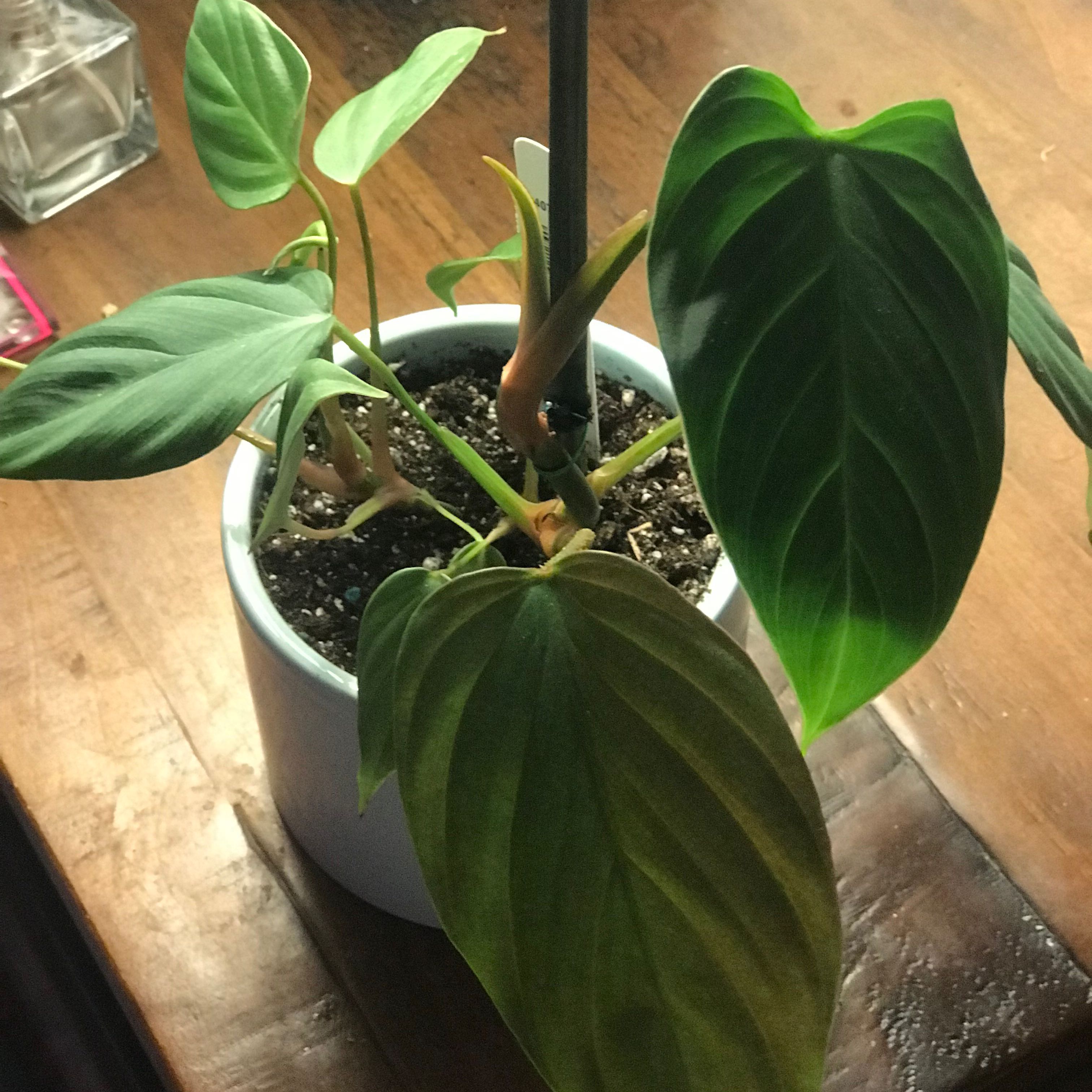 Philodendron nangaritense plant in a white pot with some browning leaves.