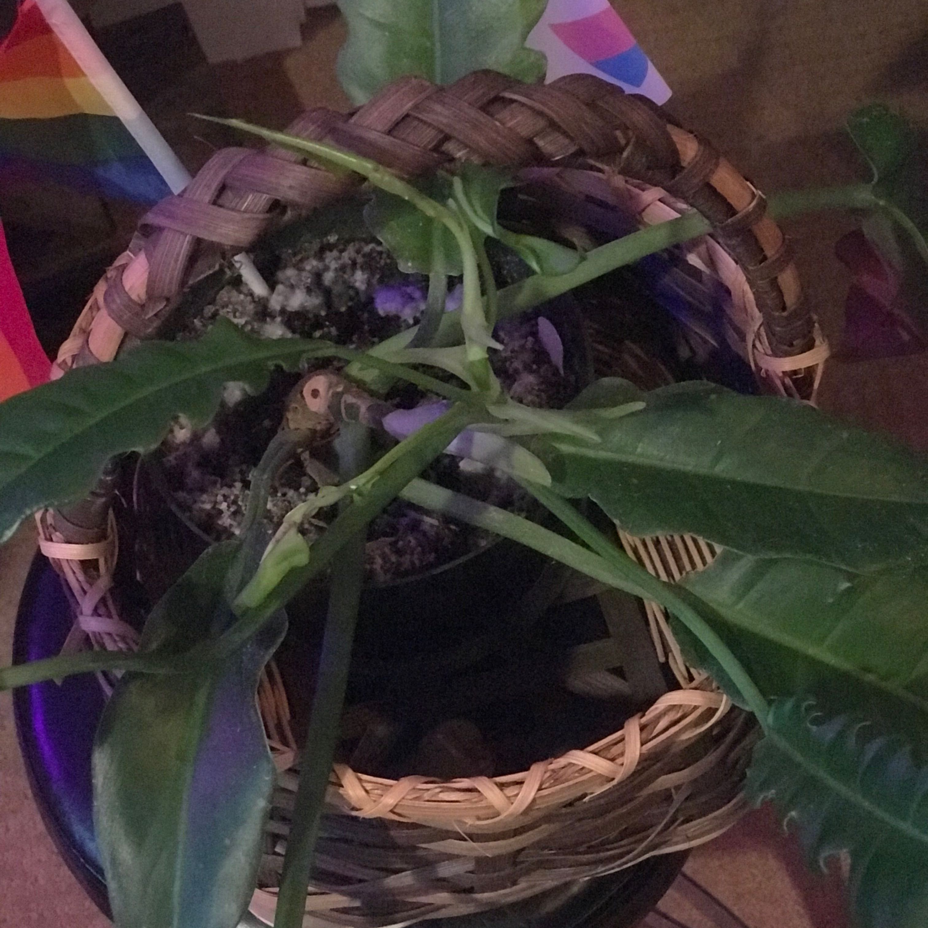 Philodendron Narrow Tiger Tooth plant in a woven basket with visible soil.