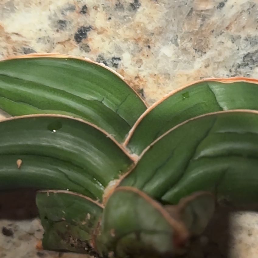 Photo of the plant species Snake Plant by @ProBunyapine named Oscar on Greg, the plant care app