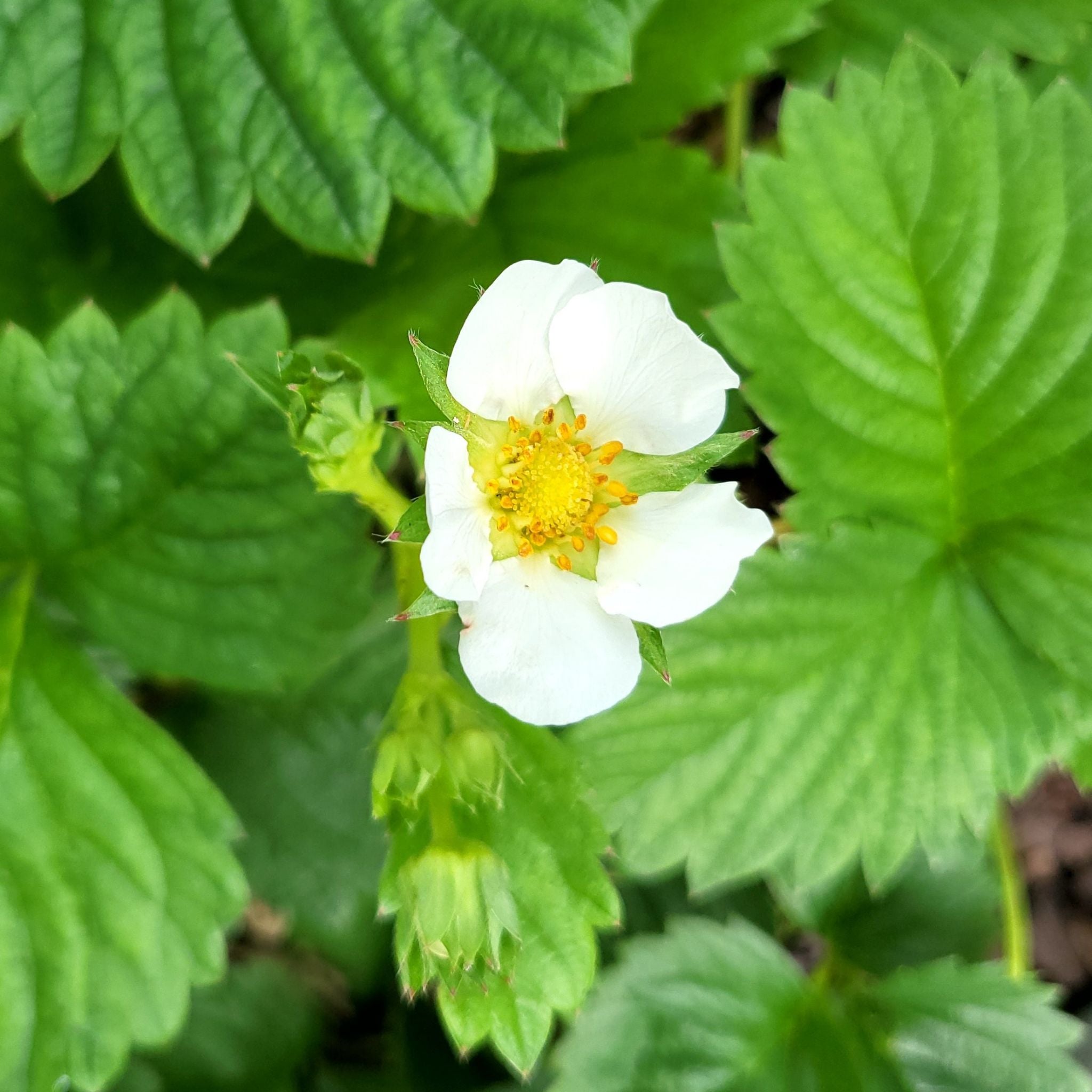 🍓 Propagating My Garden Strawberry: Step-by-Step Guide