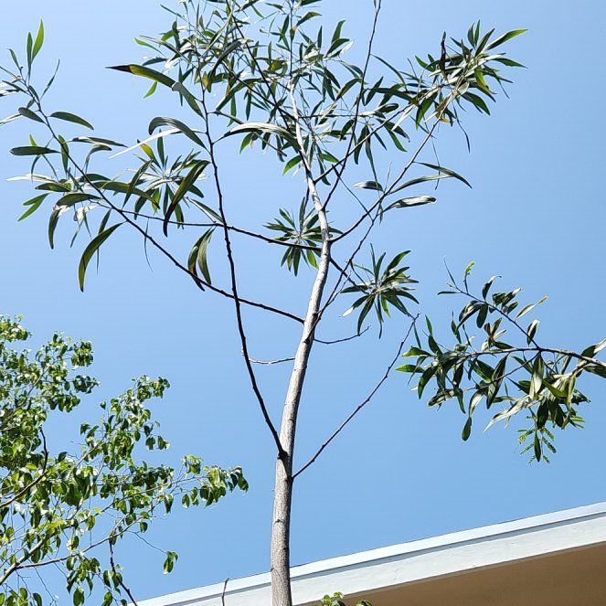 Photo of the plant species Koa by @SnappyTaro named Gaga on Greg, the plant care app