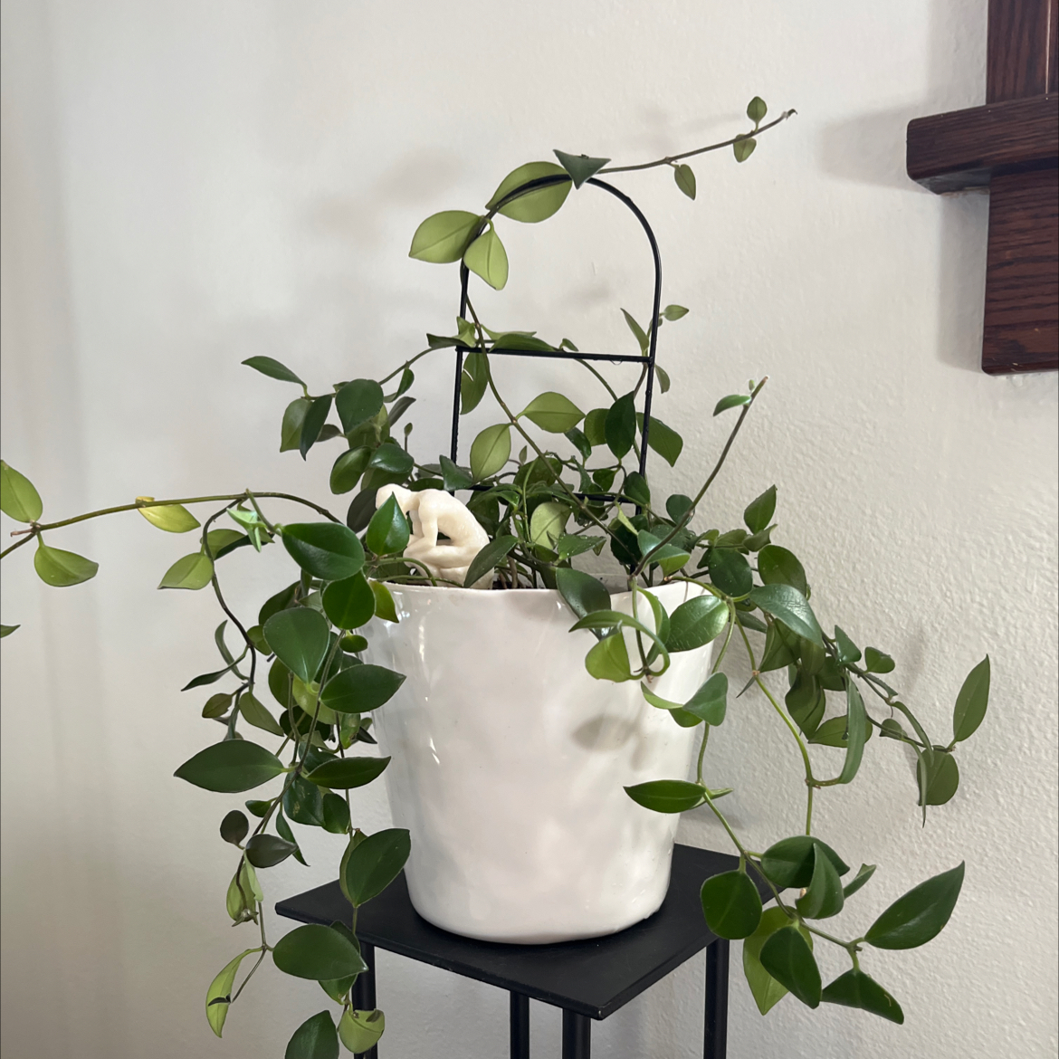 Lipstick Vine in a white pot on a stand, with healthy green leaves.