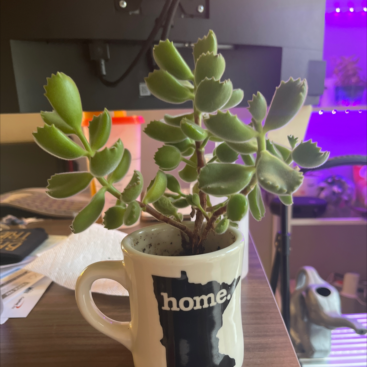 Bear's Paw plant in a mug with 'home' text, healthy and well-framed.
