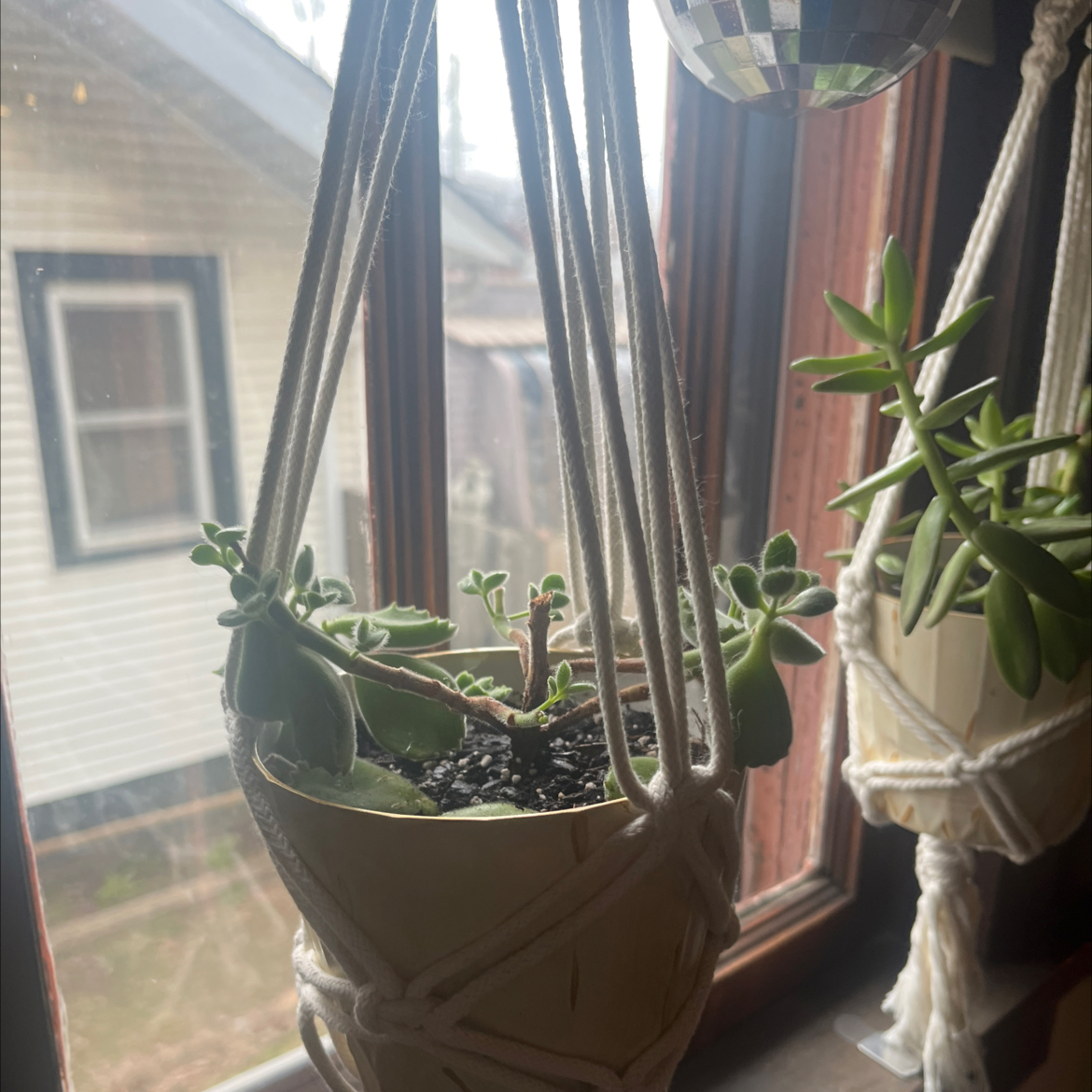 Bear's Paw plant in a hanging pot near a window, with another plant in the background.