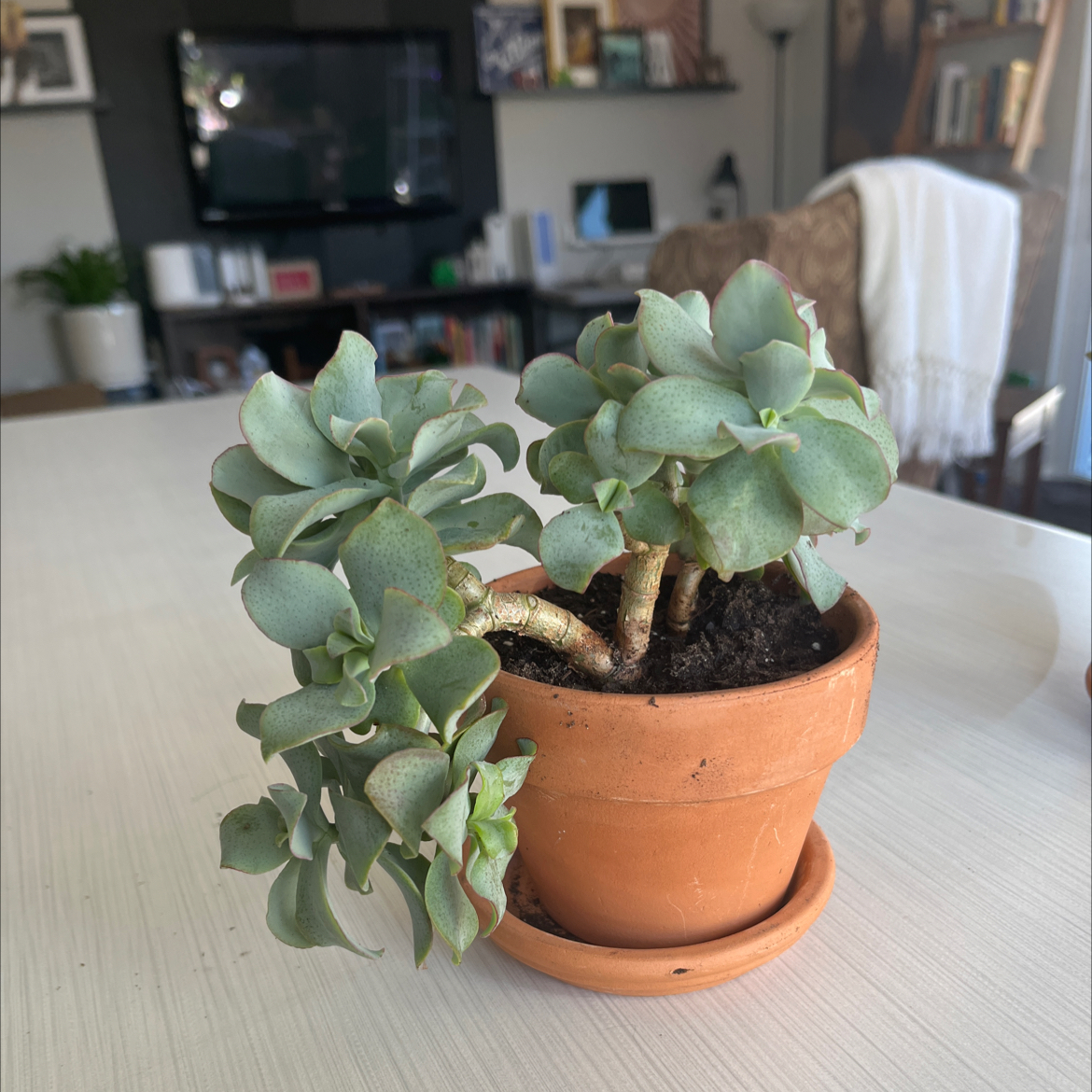 Silver Dollar Plant in a terracotta pot on a light-colored surface with indoor background.