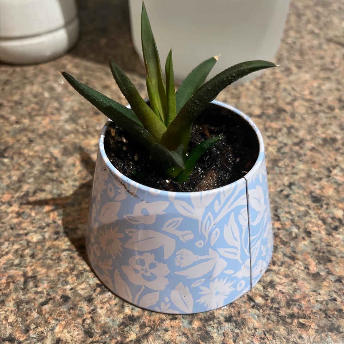 Dracaena 'Mikado' plant in a decorative pot with visible soil, well-framed and in focus.