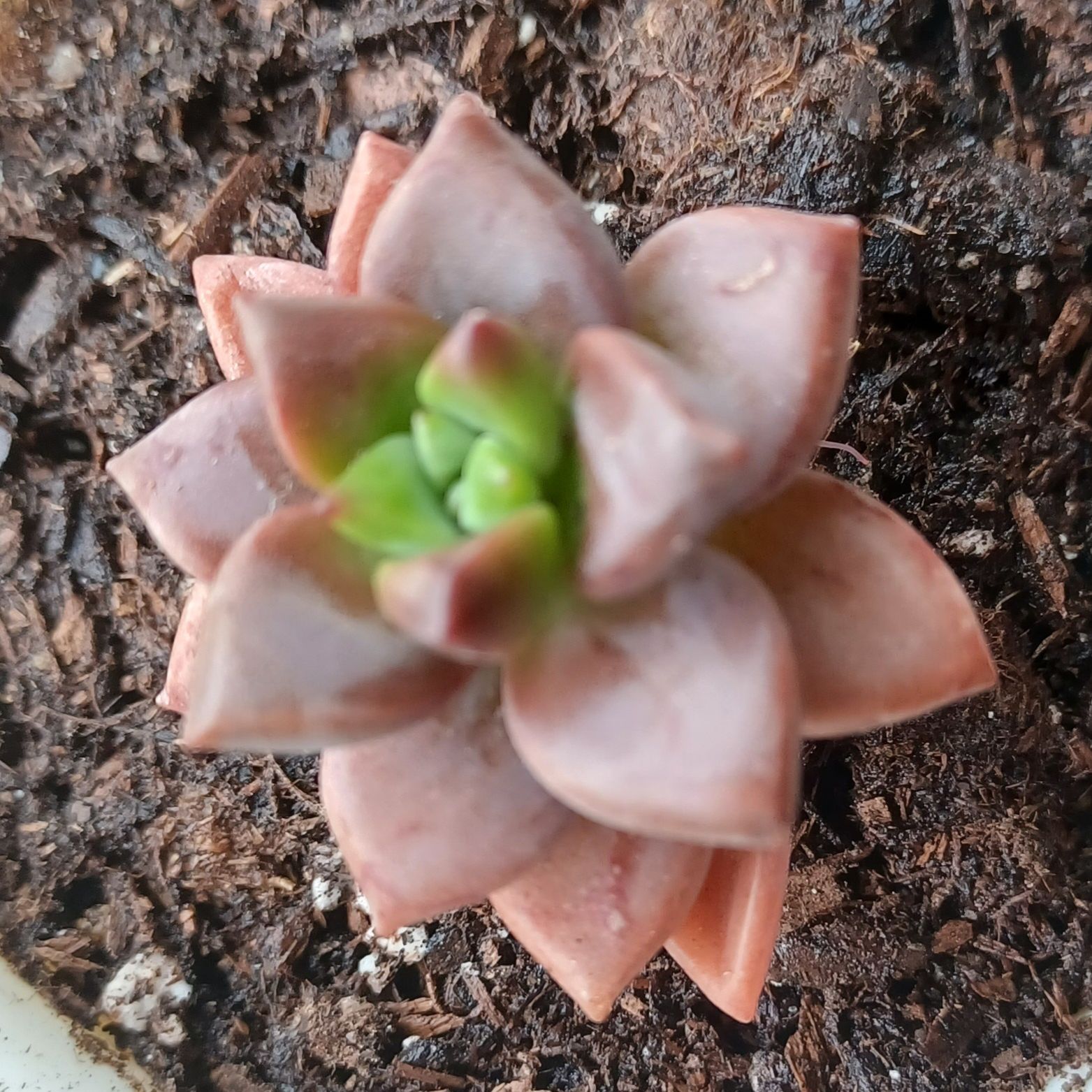 Photo of the plant species Graptopetalumalpenglow by @CrowdedWindow named Spark, Ember & Cherry on Greg, the plant care app
