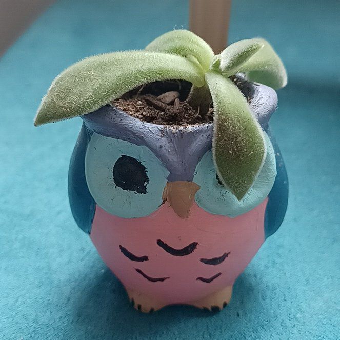 Photo of the plant species Echeveria Red Devotion by @CrowdedWindow named Hoot on Greg, the plant care app