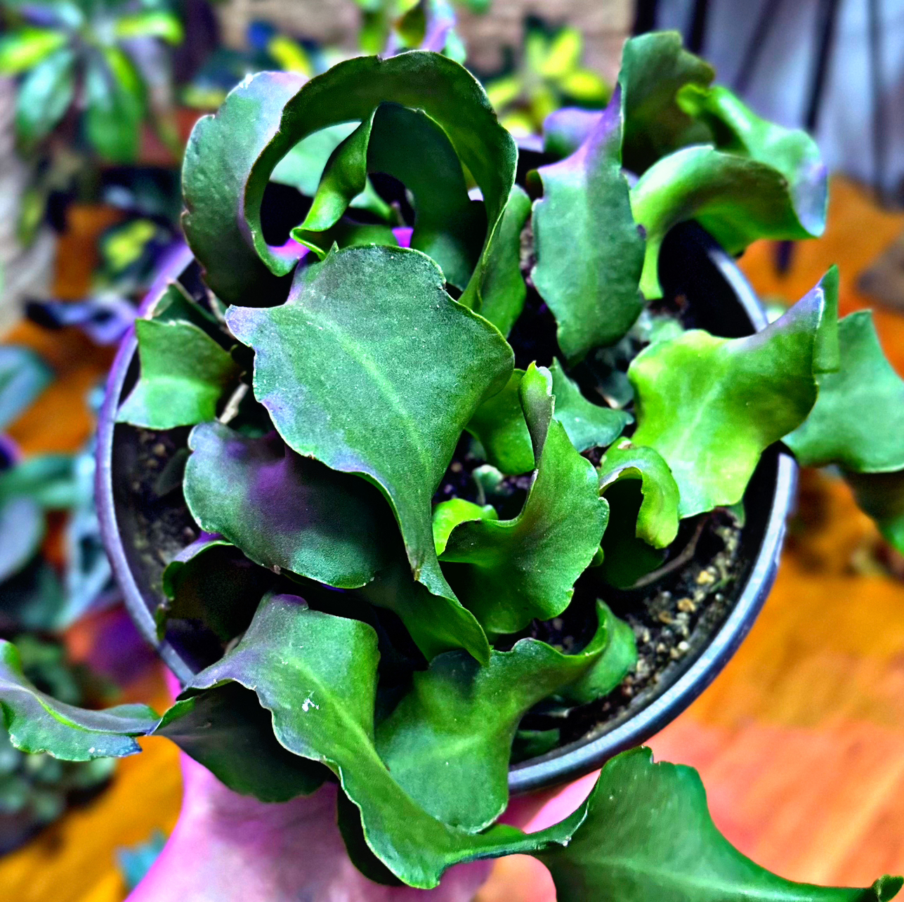 Curly Locks Orchid Cactus with healthy green leaves in a pot, held by a hand.