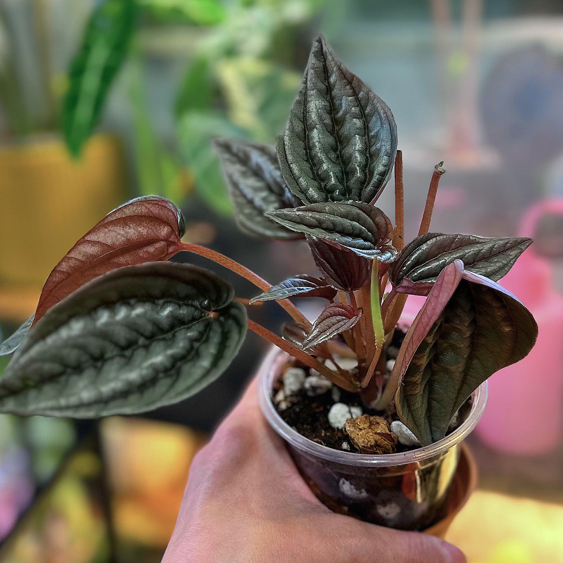 Photo of the plant species Mendoza by @LoBotanizeMe named Peperomia Caperata ‘Mendoza’ on Greg, the plant care app