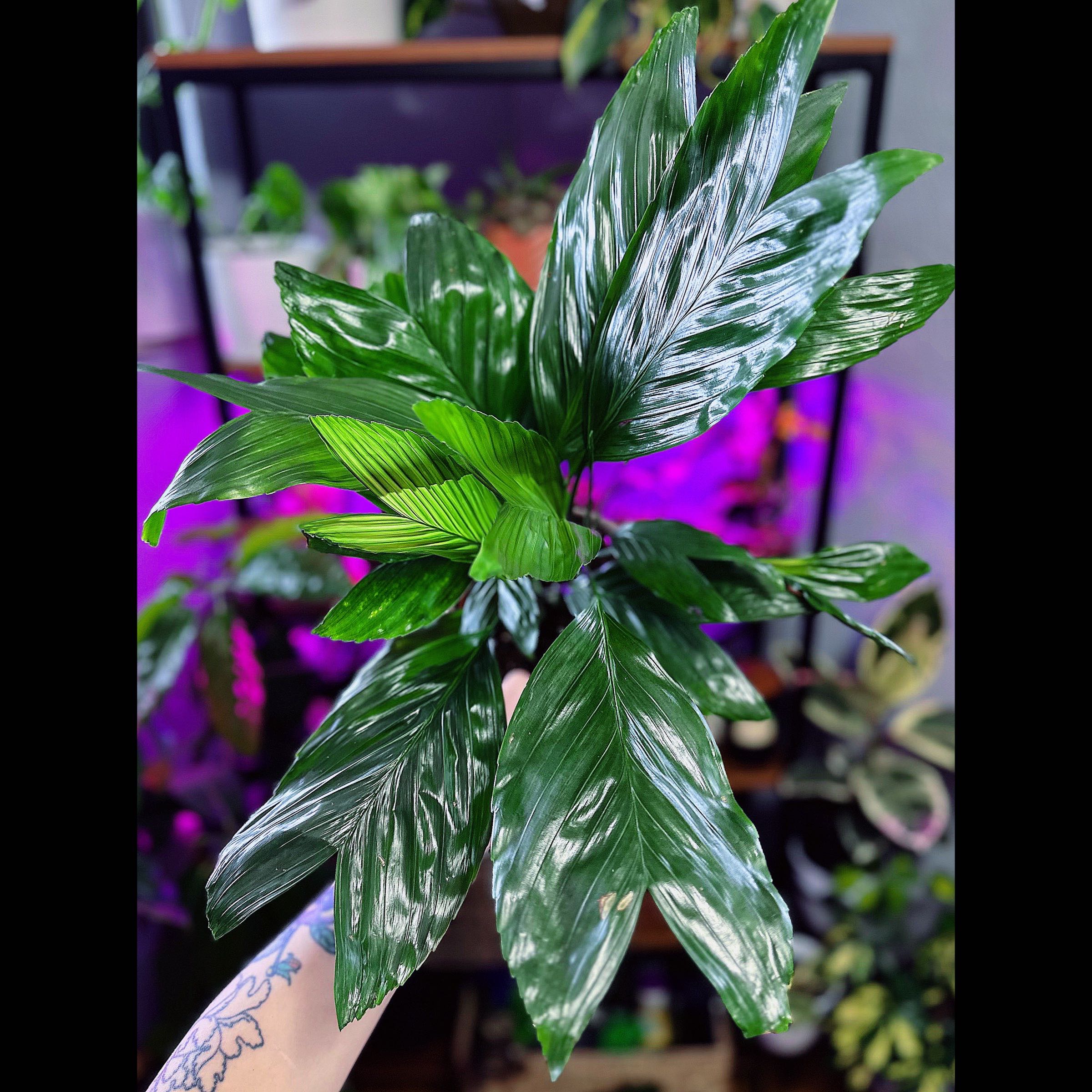 Photo of the plant species Metal Palm Tree by @LoBotanizeMe named Chamaedorea Metallica on Greg, the plant care app