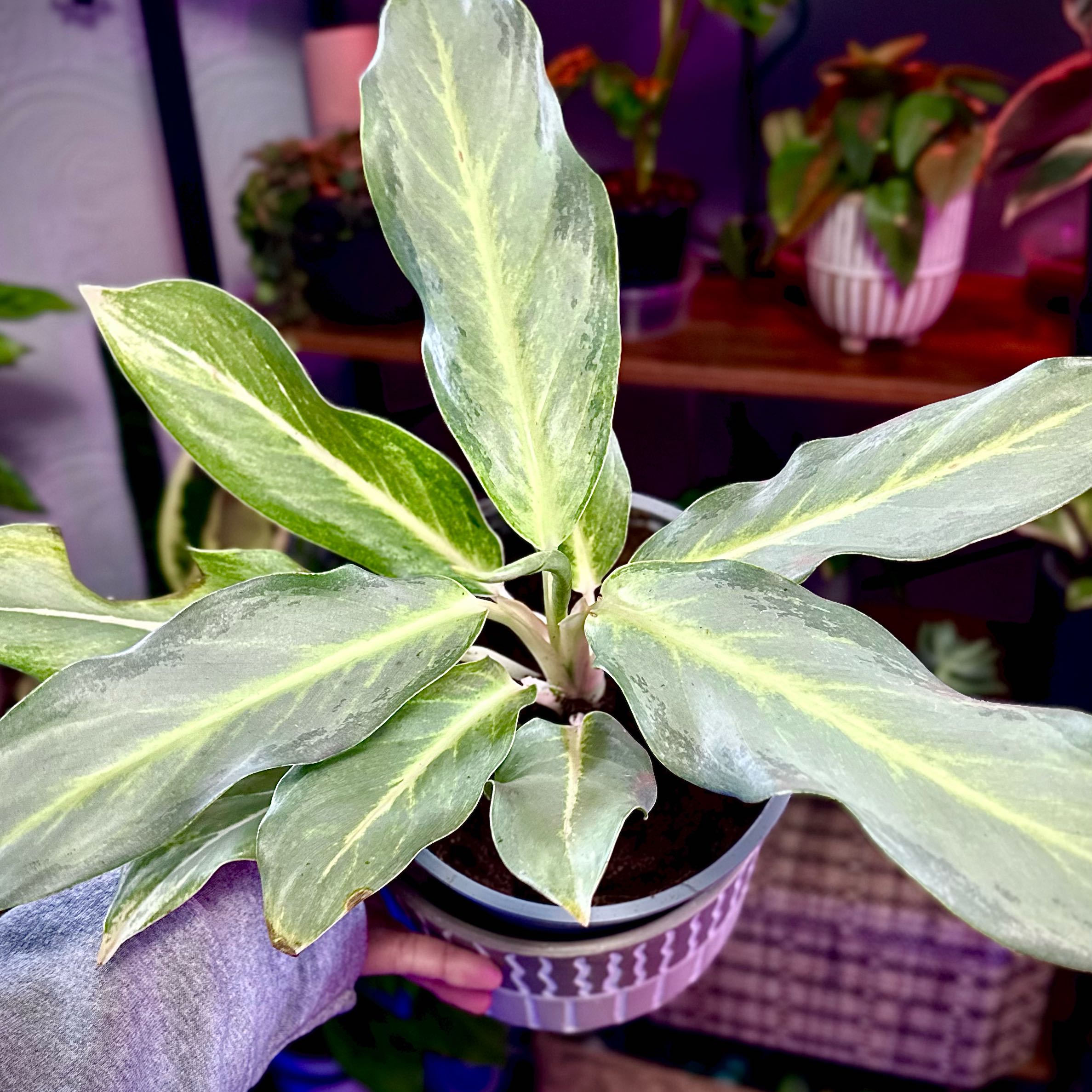 Photo of the plant species Chinese Evergreen 'Ghost' by @LoBotanizeMe named Aglaonema ‘Ghost Frosted’ on Greg, the plant care app