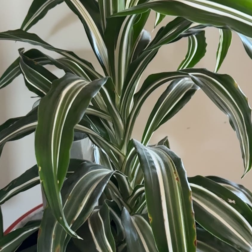White Jewel Dracaena plant with variegated leaves featuring white stripes.