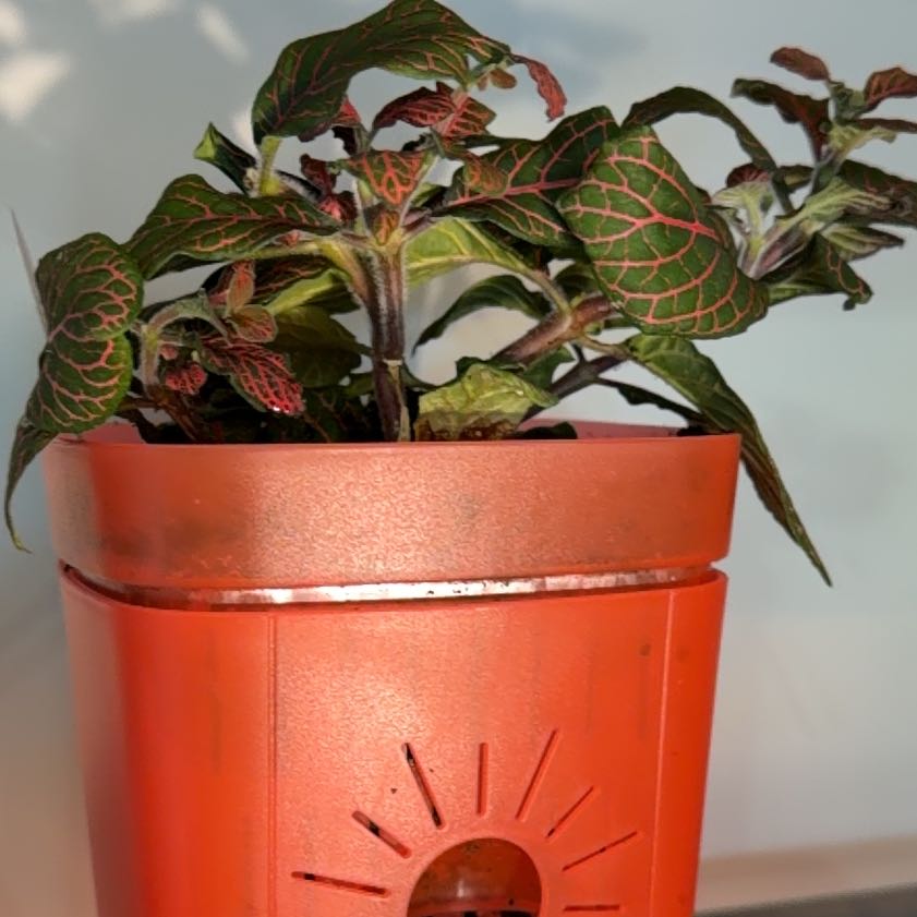Photo of the plant species Mini Red Vein Plant by @FruitfulTawapou named Beckham on Greg, the plant care app