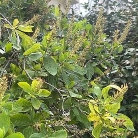 Photo of the plant species Clethra Alnifolia by @CelestialMostii named Terra on Greg, the plant care app