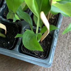 Calla Lily plant