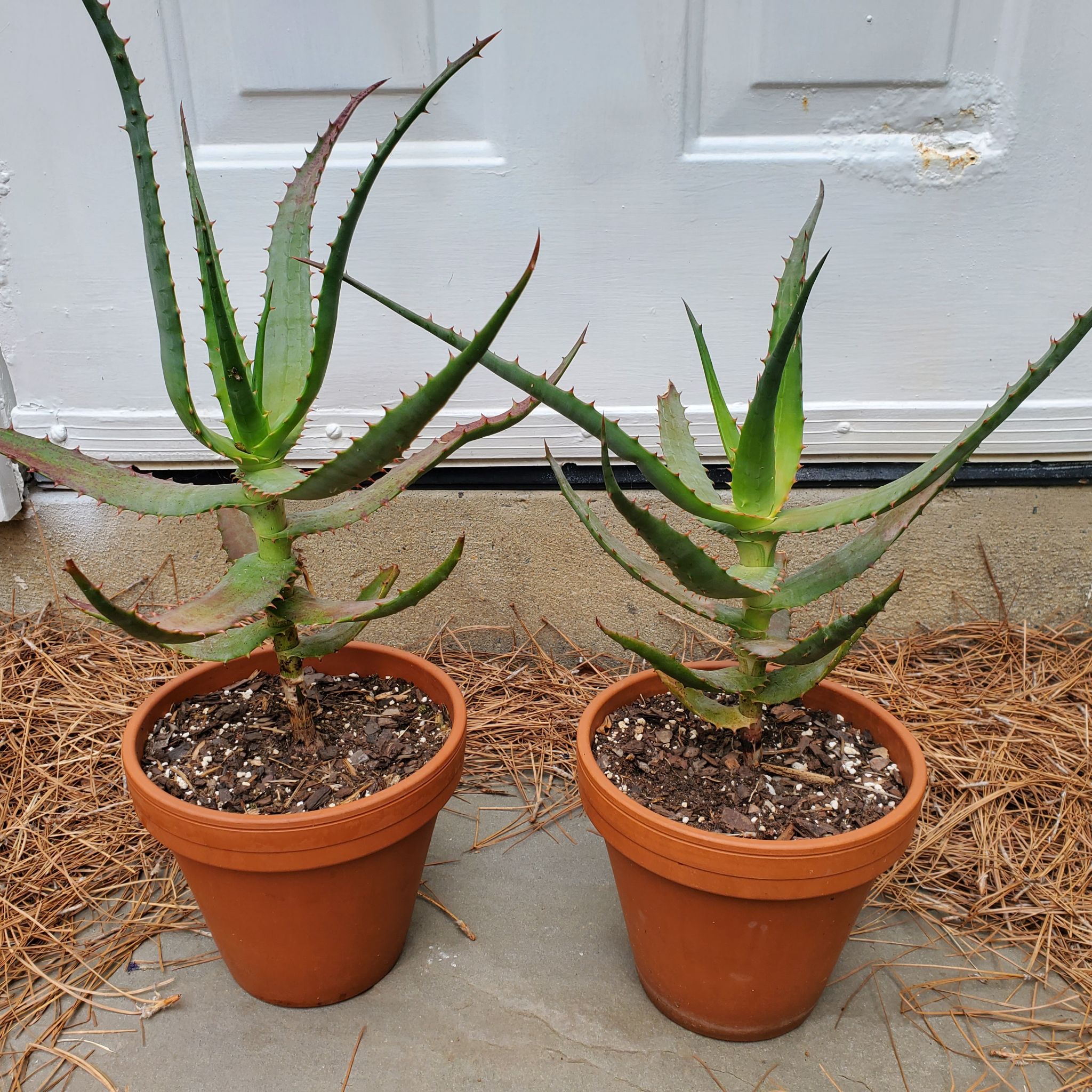 Photo of the plant species Uitenhage Aloe by @GeniusBoglaurel named Scarlett on Greg, the plant care app