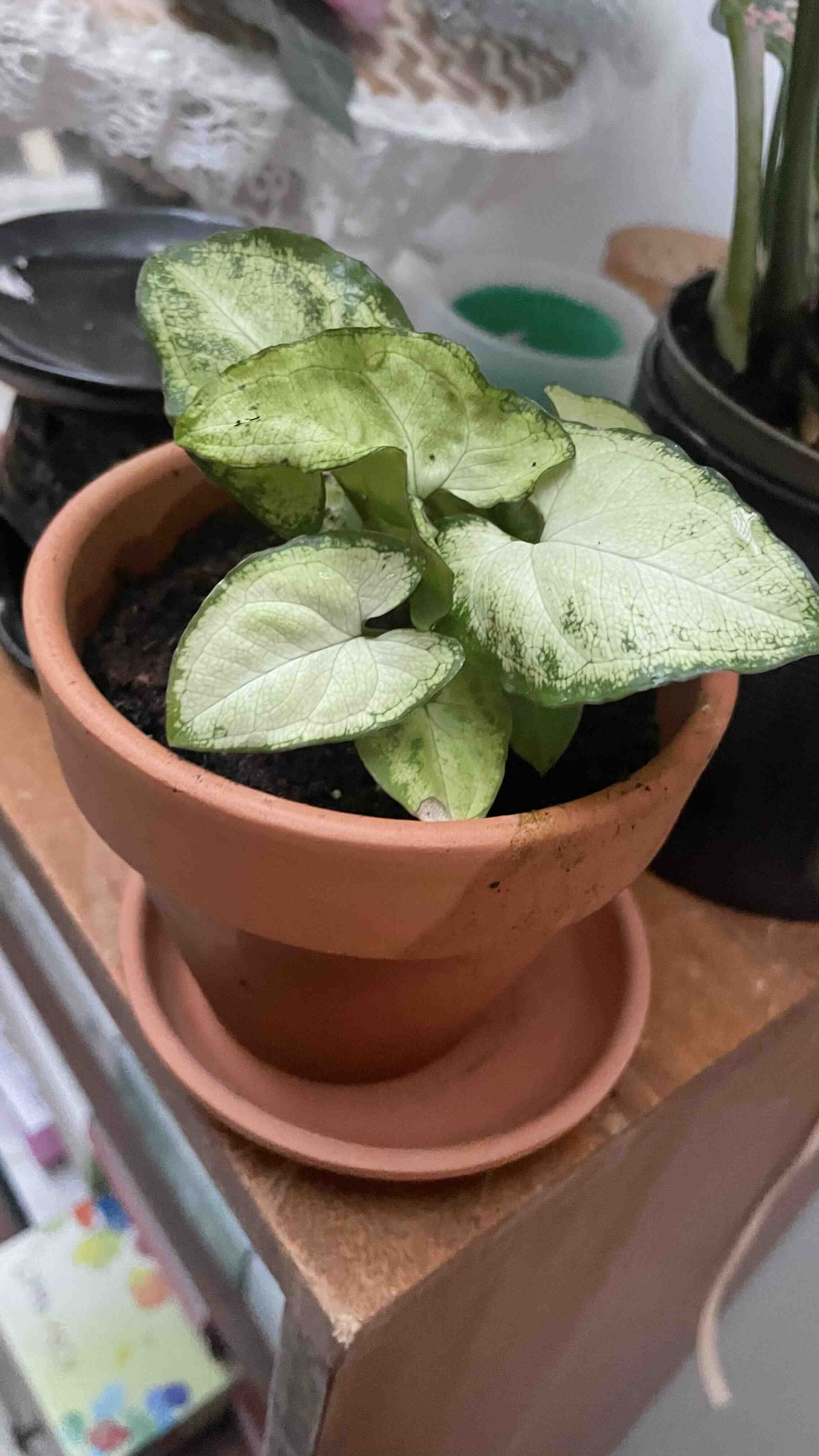 Syngonium 'White Butterfly' plant in a terracotta pot with some leaf discoloration.