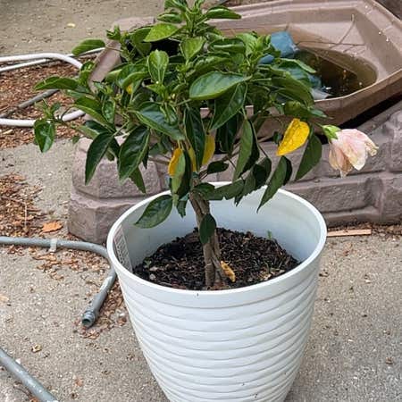 Photo of the plant species Double Apricot Hibiscus by @MercifulTitoki named Morgan Treeman on Greg, the plant care app