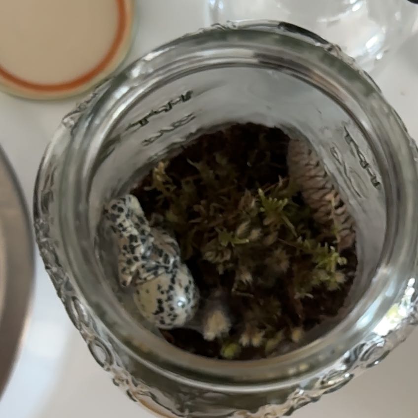 Photo of the plant species Sphagnum Moss by @ExpansiveGrass named Harmony on Greg, the plant care app