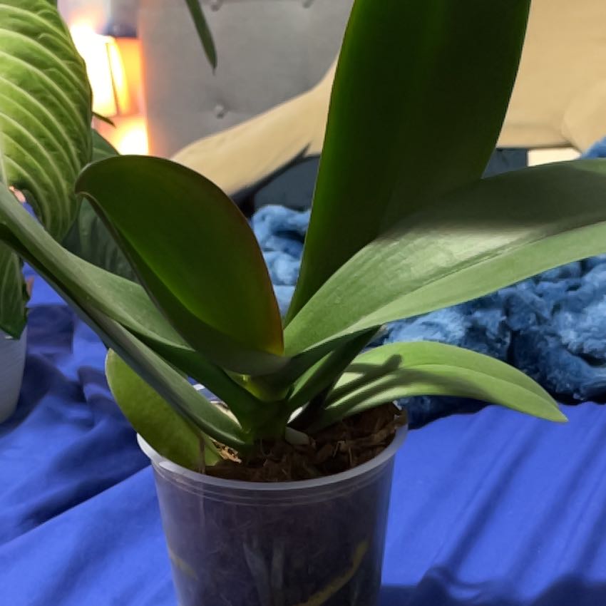 Photo of the plant species Small White Orchid by @BusyBroccoli named Kobe on Greg, the plant care app