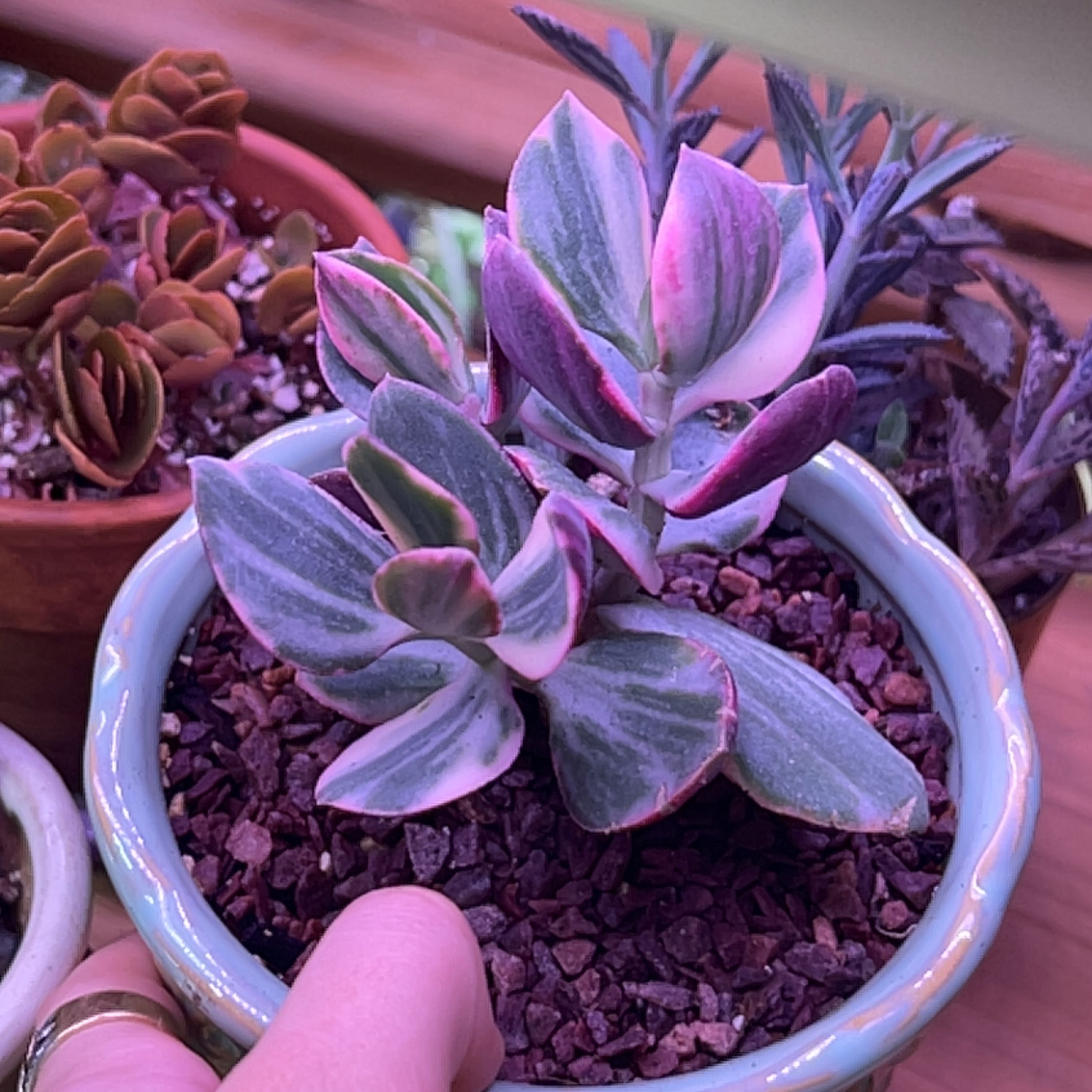 Variegated jade plant in a pot with visible soil, healthy leaves, and a hand holding the pot.