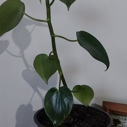 Heartleaf Philodendron plant