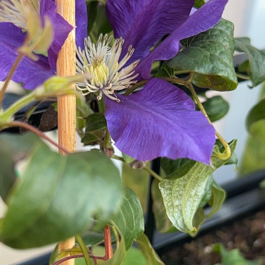 Flowering Italian Leather Flower plant with vibrant purple petals and green leaves.