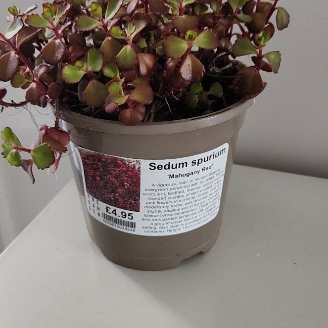 Photo of the plant species Sedum spurium 'John Creech' by @IndustriousLime named Harper on Greg, the plant care app