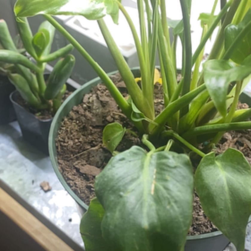 Photo of the plant species Philodendron Deja Vu by @BuddingWeed named Mingi on Greg, the plant care app