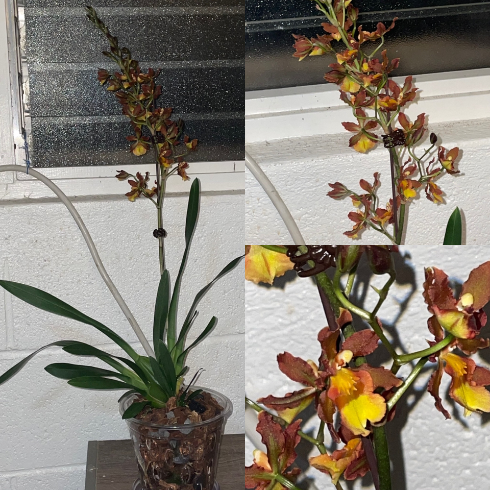 Photo of the plant species Odontocidium Catatante 'Pacific Sun Spots' by @JazzyPotato named Pele on Greg, the plant care app