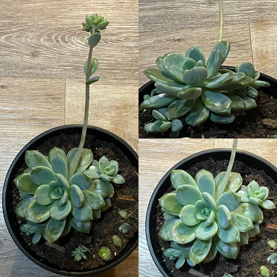 Sedeveria 'Letizia' plant in a pot with visible soil, healthy leaves, and no signs of disease.