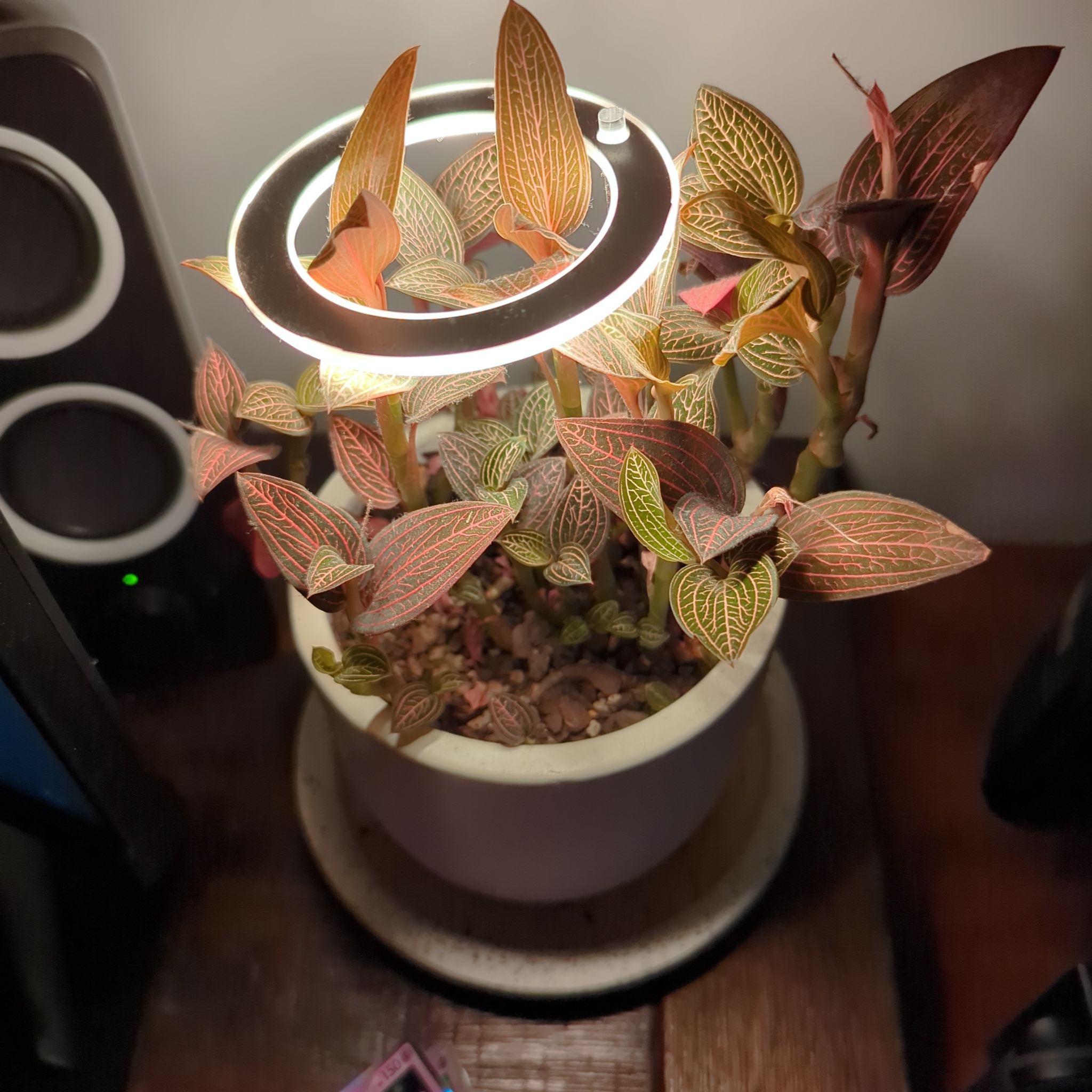 Photo of the plant species Anoectochilus roxburghii 'Spiderman' by @ArcaneCloud named Winton on Greg, the plant care app