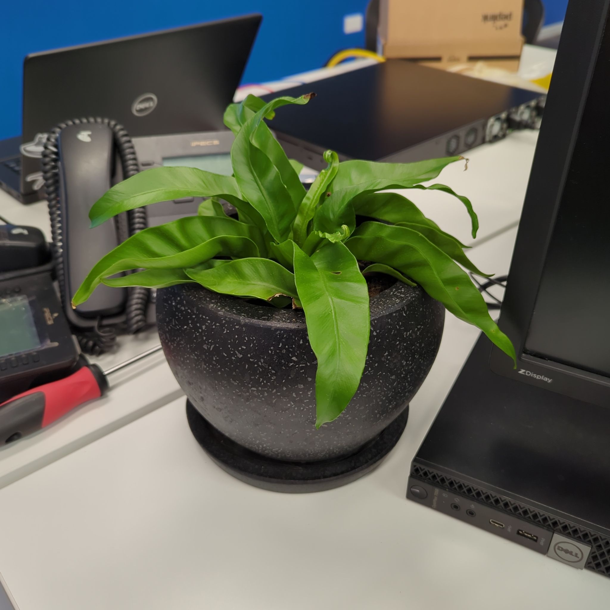 Potted Hurricane Fern with broad, wavy green leaves on a desk with electronic equipment.